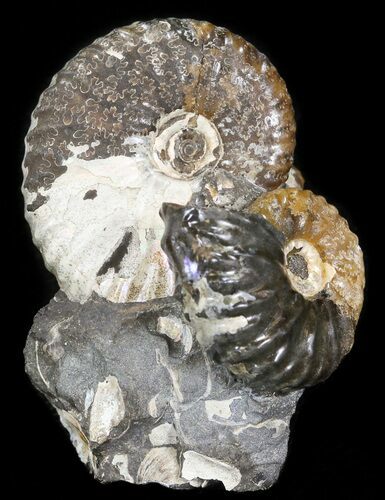 Hoploscaphites Ammonite Cluster- South Dakota #44041